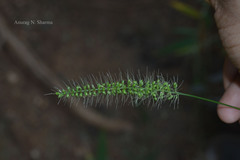 Setaria verticillata